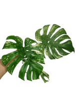 Monstera Mint Steckling Adult